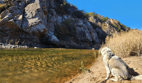 A dog sits by a calm river, with rocky cliffs and dry grass in the background under a clear blue sky.