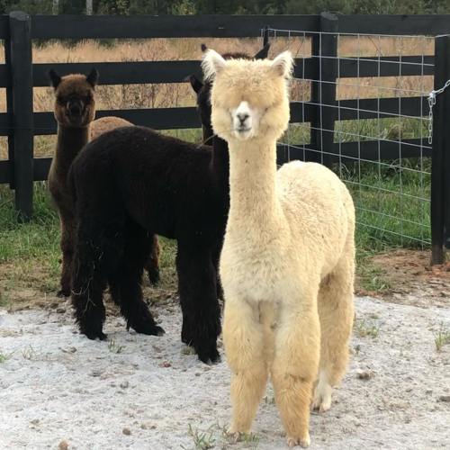 A light-colored alpaca stands in a field with two dark-colored alpacas in the background, surrounded by a fence.