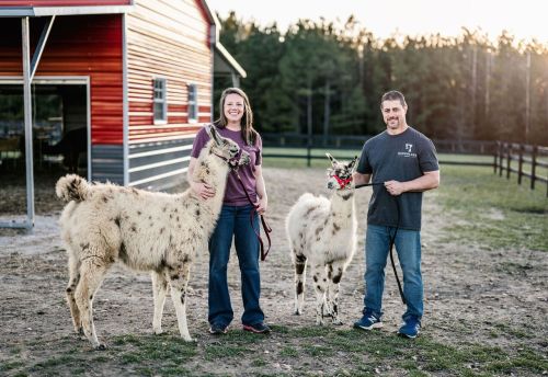 A woman and a man stand outside a barn, holding leashes of two llamas in a grassy area at sunset.
