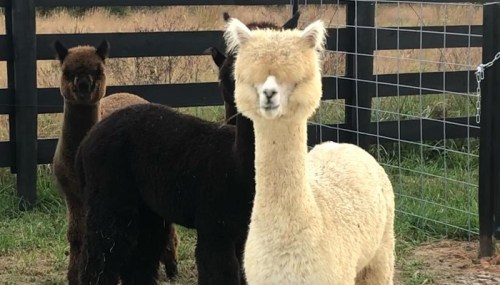 Three alpacas stand in a field, with one white alpaca in the foreground and two darker ones behind it.