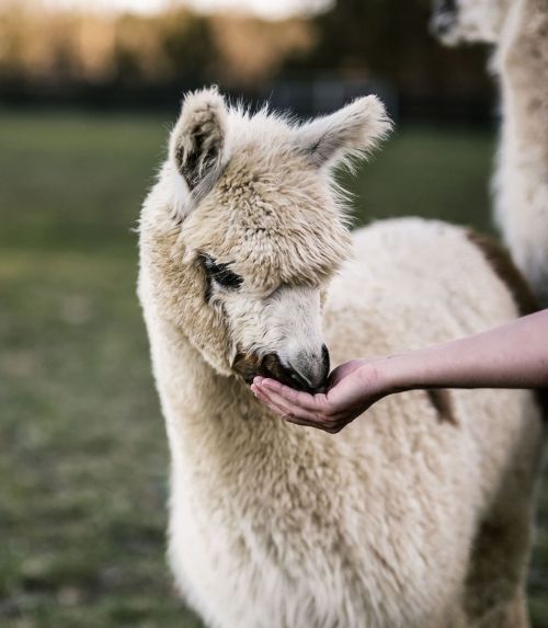 A person gently feeding a fluffy llama in a grassy field.