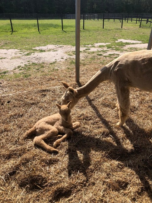 A young alpaca lying on straw, while an adult alpaca leans down to nuzzle it in a sunny pasture.