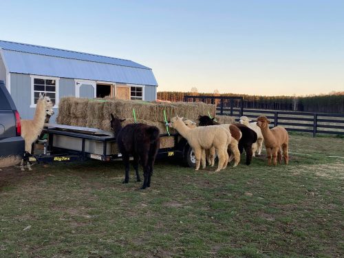 A group of alpacas gathered around a trailer loaded with hay near a barn at sunset.