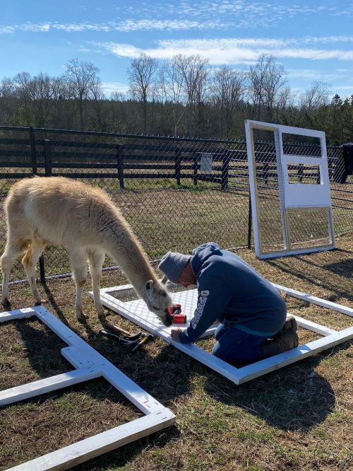 A person kneels on the ground, working on a frame, while a llama curiously approaches nearby in a sunny outdoor setting.