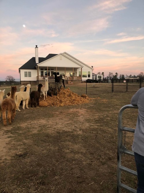 A group of llamas stands near a pile of dirt in front of a house at sunset, with a clear sky and a hint of moonlight.