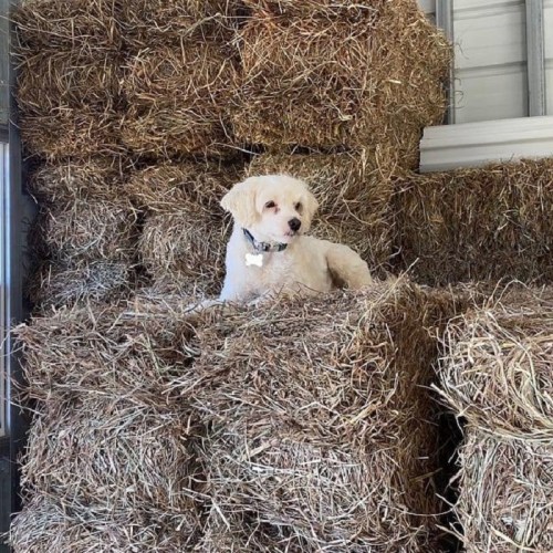 A small dog sitting on a stack of hay bales in a barn.