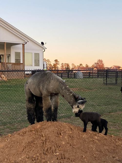 A llama and a black lamb interact on a dirt mound in a grassy area near a house and fence.