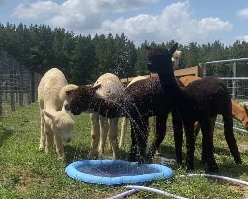 A group of alpacas play around a small splash pool on a sunny day, surrounded by green grass and trees.
