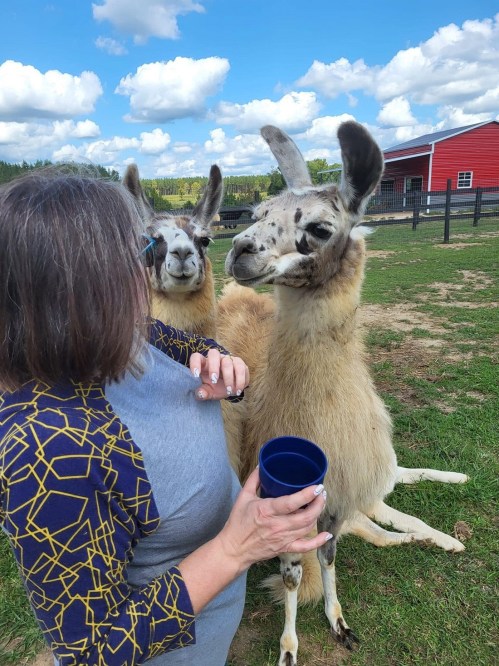 A person interacts with two llamas in a grassy area, with a red barn and blue sky in the background.