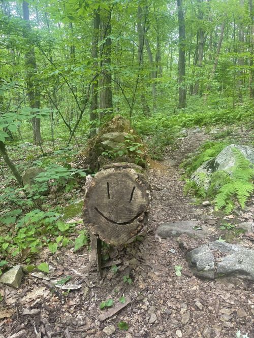 A log in a forest with a carved smiley face, surrounded by greenery and rocky terrain.
