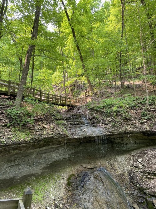 A serene forest scene featuring a small waterfall cascading over rocks, surrounded by lush green trees and a wooden path.