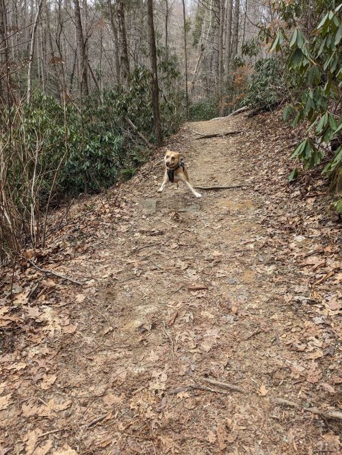 A dog stands on a dirt trail surrounded by trees and greenery, looking towards the camera.