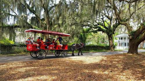 A horse-drawn carriage with passengers travels down a tree-lined street covered in fallen leaves.
