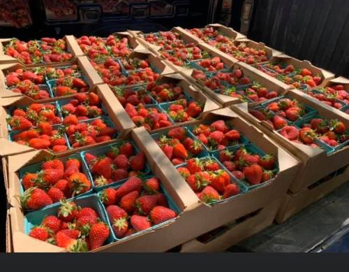 Rows of cardboard boxes filled with fresh, ripe strawberries in green containers.