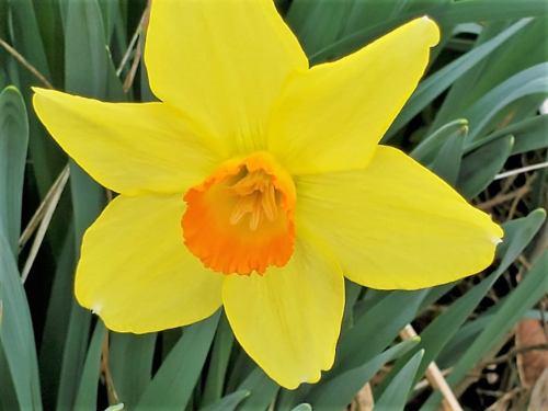 A bright yellow daffodil with an orange center, surrounded by green leaves.