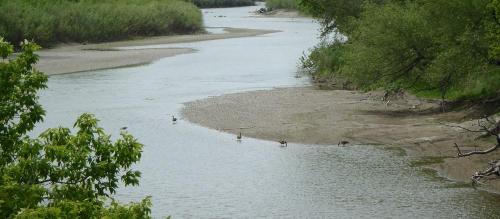 A serene river scene with a sandy bank and ducks swimming in the water, surrounded by lush greenery.