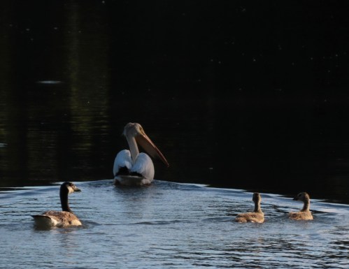 A pelican and three ducklings swim in calm water, surrounded by dark reflections and soft lighting.