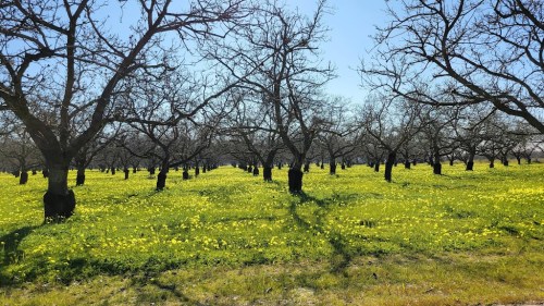 A sunny orchard with bare trees surrounded by a vibrant field of yellow flowers and green grass.