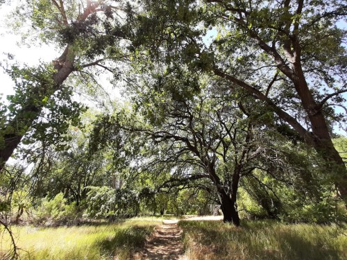 A sunlit path winding through a lush, green forest with large trees and tall grass on either side.