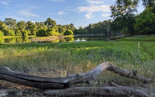 A serene riverbank scene with lush greenery, calm water, and a fallen log in the foreground under a clear blue sky.