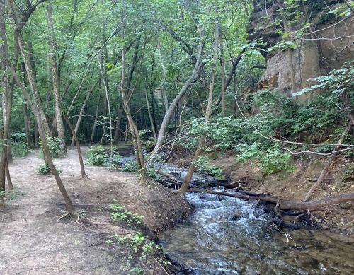 A serene forest scene with a winding stream, surrounded by lush greenery and rocky terrain.