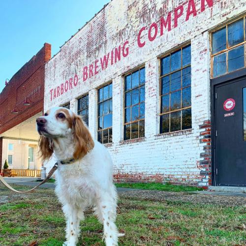 A dog stands in front of the Tarboro Brewing Company, with a rustic brick building and large windows in the background.