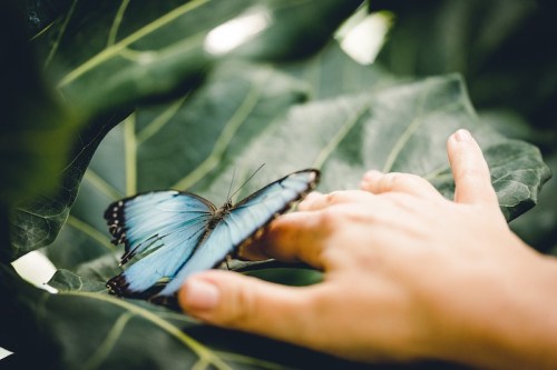 A hand gently touches a large blue butterfly resting on a green leaf.