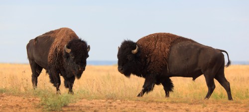Two bison stand in a grassy field under a clear sky, facing each other.