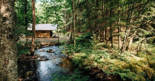 A serene forest scene featuring a cabin by a stream, surrounded by lush greenery and trees.