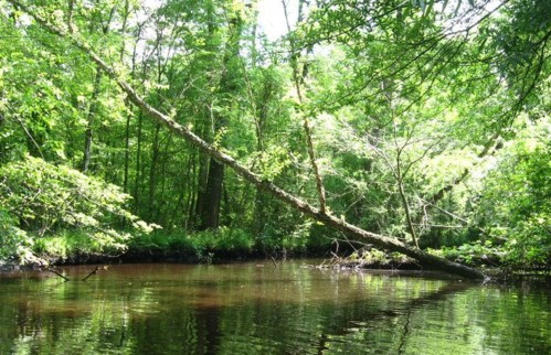 A serene forest scene with a calm river, lush green trees, and a fallen tree extending over the water.