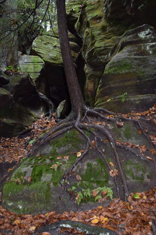 A tree with exposed roots grows on a moss-covered rock amidst a rocky, forested landscape.