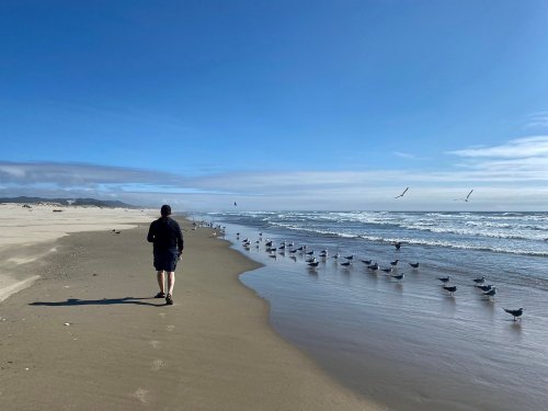 A person walks along a sandy beach, with seagulls lined up near the water and a clear blue sky above.