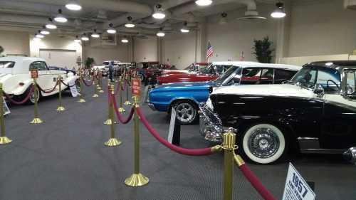 A vintage car showroom featuring a variety of classic cars, with red ropes and signs for display.