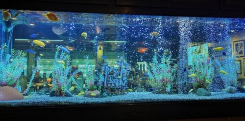 A vibrant aquarium filled with colorful fish, plants, and bubbles, set against a restaurant backdrop.
