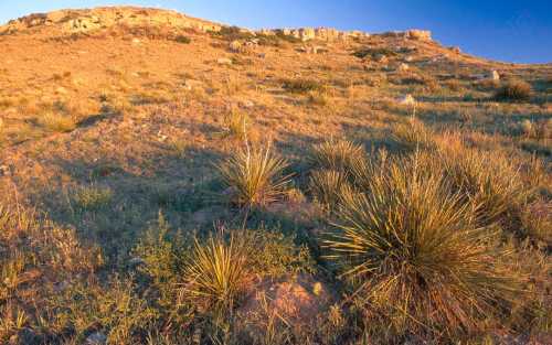 A sunlit hillside covered in grass and sparse vegetation, with rocky outcrops in the background.