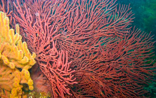 Vibrant coral formations in various shades of red and orange, showcasing intricate textures underwater.