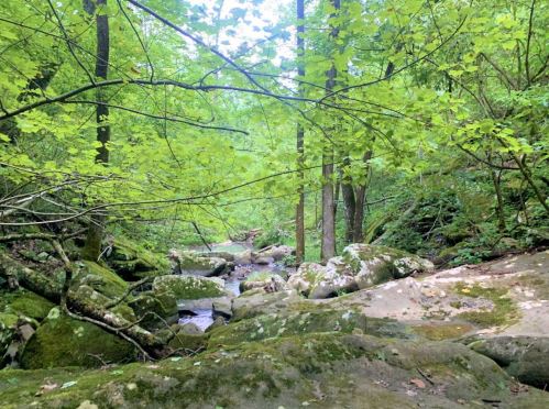 A serene forest scene with lush green trees, rocks, and a small stream flowing through the landscape.