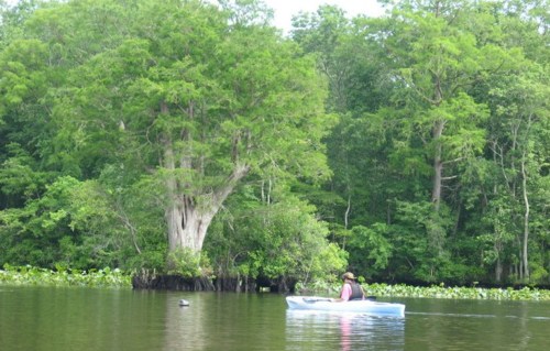 A person paddles a kayak on a calm river surrounded by lush green trees and water plants.