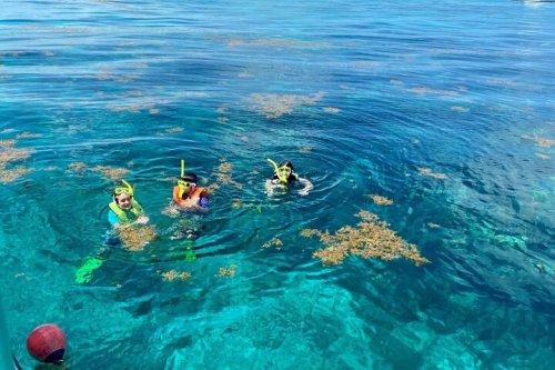 Three snorkelers in clear blue water surrounded by floating seaweed, enjoying a sunny day.