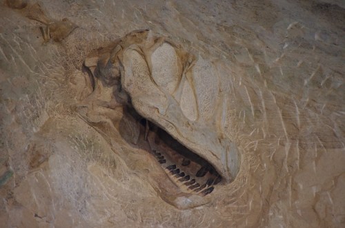 Fossilized dinosaur skull embedded in rock, showcasing detailed bone structure and teeth.