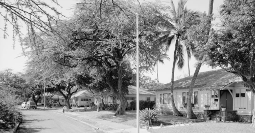 A quiet street lined with trees and houses, featuring palm trees and a clear sky in black and white.