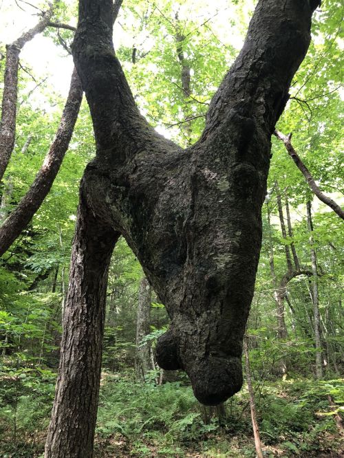 A unique tree with a trunk shaped like a horse's head, surrounded by lush green foliage in a forest.