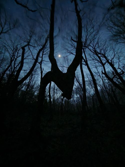 A dark forest at night with bare trees silhouetted against a starry sky and a crescent moon.