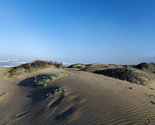 A sandy beach landscape with gentle dunes and sparse vegetation under a clear blue sky.