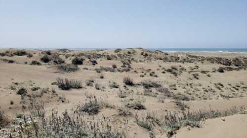 A sandy landscape with sparse vegetation, leading to a calm ocean under a clear blue sky.