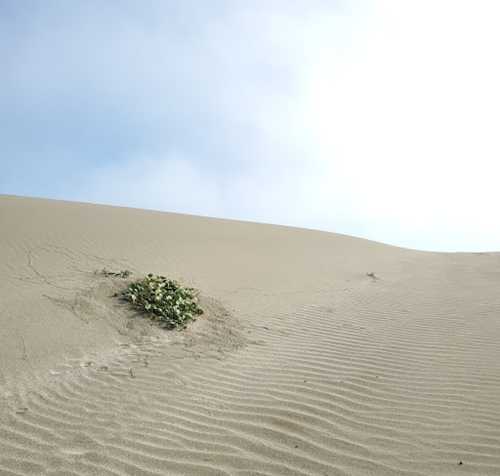 A small patch of green plants growing on a sandy dune under a bright sky.