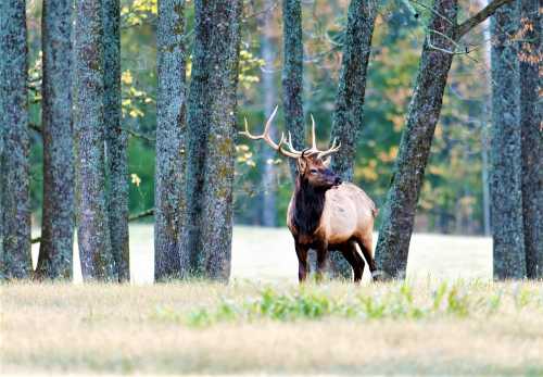 A majestic elk stands among trees in a forest, showcasing its impressive antlers against a backdrop of greenery.