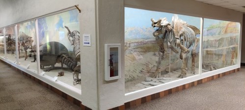 A display of dinosaur skeletons in a museum, set against a painted backdrop of a prehistoric landscape.