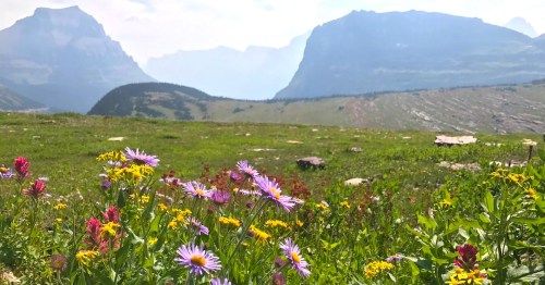 A vibrant field of wildflowers in the foreground, with misty mountains and a hazy sky in the background.