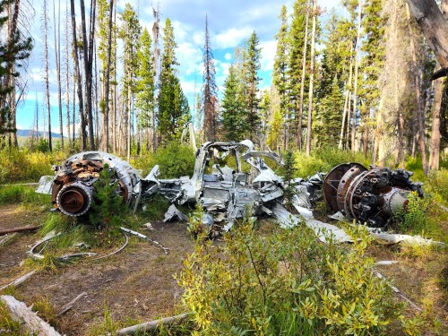 Wreckage of an aircraft surrounded by trees and greenery in a forested area.